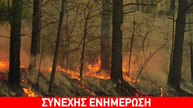 Σε εξέλιξη πυρκαγιά στη Χαλκιδική